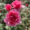 j_bambenek